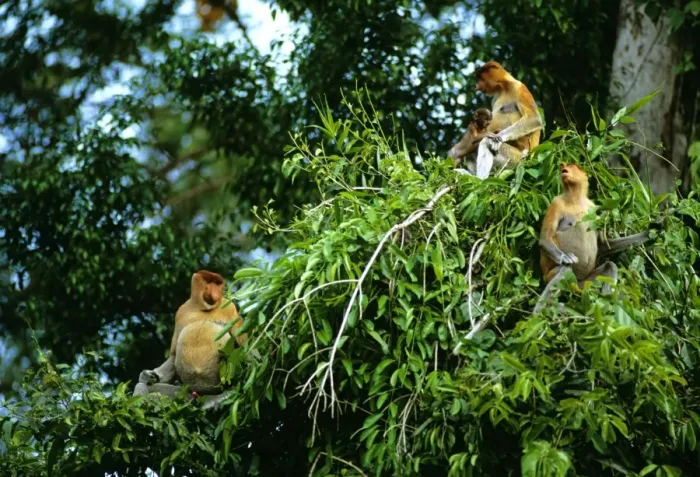 Framed Print : Proboscis Monkey (Nasalis larvatus) family group feeding, Kinabatangan River, Sabah, Borneo, Malaysia JPF30336 Framed Print : Proboscis Monkey (Nasalis larvatus) family group feeding, Kinabatangan River, Sabah, Borneo, Malaysia JPF30336