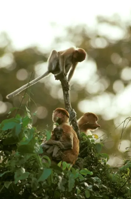 Framed Print : Proboscis Monkey (Nasalis larvatus) female and young, Kinabatangan River, Sabah, Borneo, Malaysia JPF30297 Framed Print : Proboscis Monkey (Nasalis larvatus) female and young, Kinabatangan River, Sabah, Borneo, Malaysia JPF30297
