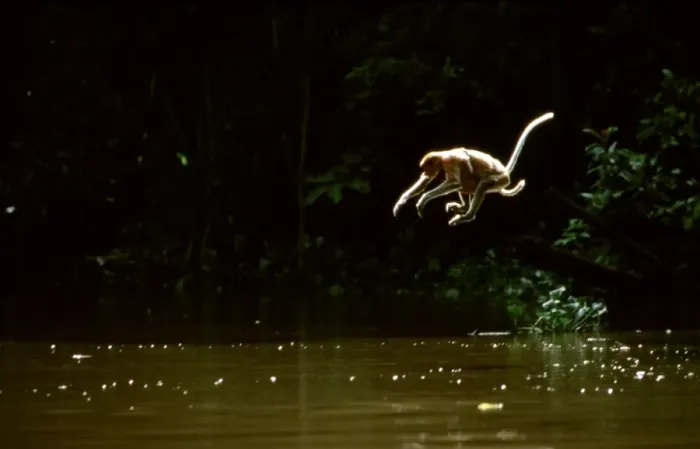 Framed Print : Proboscis Monkey (Nasalis larvatus) female & young jumping off tree into river, Kinabatangan River, Sabah, Borneo, Malaysia JPF30277 Framed Print : Proboscis Monkey (Nasalis larvatus) female & young jumping off tree into river, Kinabatangan River, Sabah, Borneo, Malaysia JPF30277