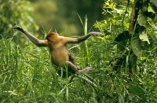 Proboscis Monkey (Nasalis larvatus) in high grass, looking out for danger, Kinabatangan River, Sabah, Borneo, Malaysia JPF30274