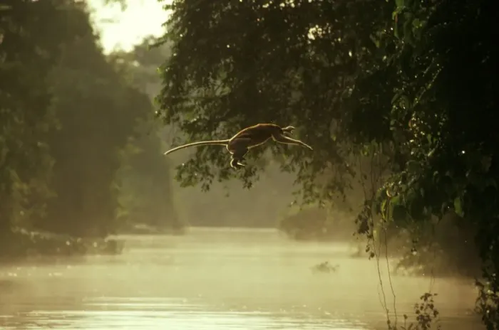 Framed Print : Proboscis Monkey (Nasalis larvatus) jumping across river, Kinabatangan River, Sabah, Borneo, Malaysia JPF30282 Framed Print : Proboscis Monkey (Nasalis larvatus) jumping across river, Kinabatangan River, Sabah, Borneo, Malaysia JPF30282