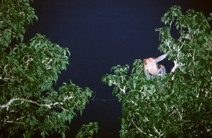 Framed Print : Proboscis Monkey (Nasalis larvatus) male, threat display towards bachelor group at night, Kinabatangan River, Sabah, Borneo, Malaysia JPF30295 Framed Print : Proboscis Monkey (Nasalis larvatus) male, threat display towards bachelor group at night, Kinabatangan River, Sabah, Borneo, Malaysia JPF30295