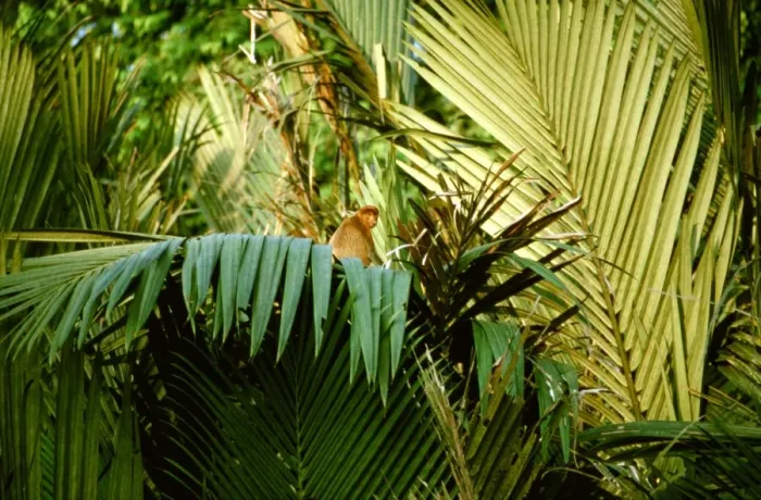 Framed Print : Proboscis Monkey (Nasalis larvatus) in Nypa palm / mangrove riverine forest, Kinabatangan River, Sabah, Borneo, Malaysia JPF30273 Framed Print : Proboscis Monkey (Nasalis larvatus) in Nypa palm / mangrove riverine forest, Kinabatangan River, Sabah, Borneo, Malaysia JPF30273