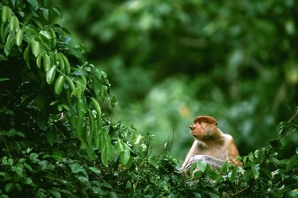 Proboscis Monkey (Nasalis larvatus) in tree, Kinabatangan River, Sabah, Borneo, Malaysia JPF30366