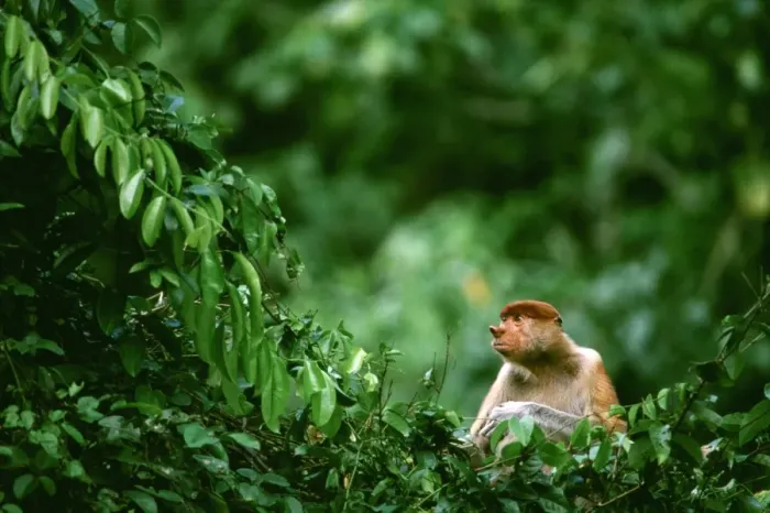 Framed Print : Proboscis Monkey (Nasalis larvatus) in tree, Kinabatangan River, Sabah, Borneo, Malaysia JPF30366 Framed Print : Proboscis Monkey (Nasalis larvatus) in tree, Kinabatangan River, Sabah, Borneo, Malaysia JPF30366