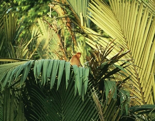 Proboscis Monkey - on Nipa Palm  /  Mangrove Palm (Nipa fruticans) Riverine forest, Kinabatangan River Borneo Malaysia
