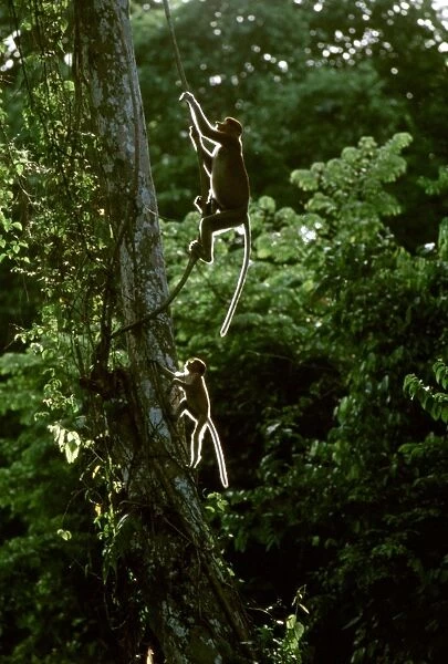 Proboscis Monkey - swimging from vine, Kinabatangan River, Sabah, Borneo, Malaysia JPF30275
