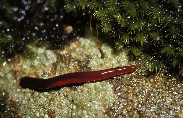 Proboscis worm (species not identified), with proboscis retracted