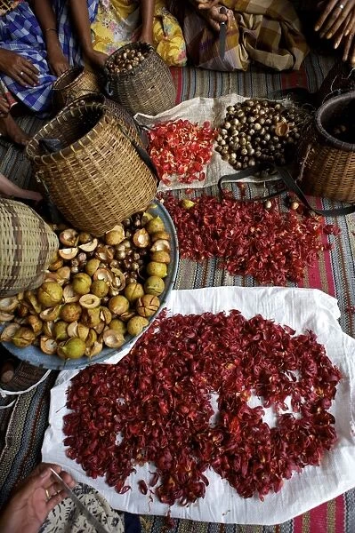 Processing Nutmeg - red coloured mace