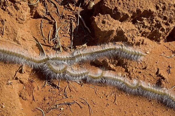 Processionary Caterpillar - adults seeking a suitable tree to climb and prepare to pupate - the moth is known as Bag-shelter Moth as the caterpillars construct a bag inside which they change into moths - crossing a dirt track - Australian outback