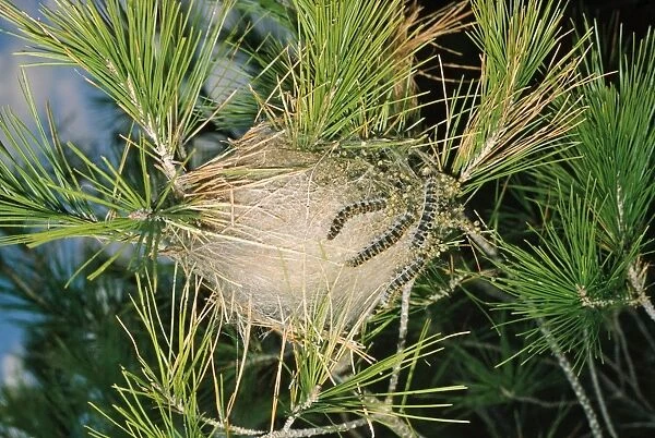 Processionary Moth - communal nest on pine