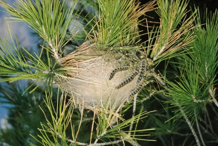 Framed Print : Processionary Moth - communal nest on pine Framed Print : Processionary Moth - communal nest on pine