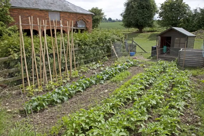 Framed Print : Productive vegetable plot with stick beans potatos and small chicken shed Mickleton UK