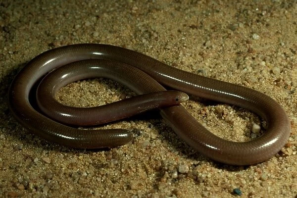 Prong-snouted blind snake