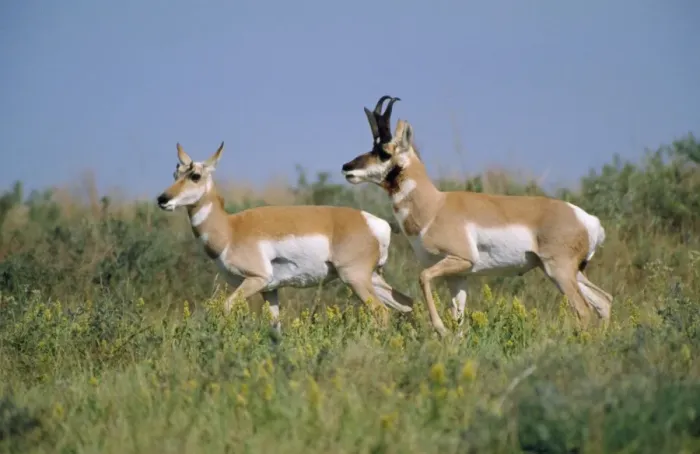 Framed Print : Pronghorn. MOP-309. PRONGHORN X2 RUNNING IN GRASS Framed Print : Pronghorn. MOP-309. PRONGHORN X2 RUNNING IN GRASS