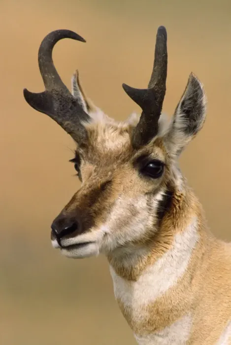 Framed Print : Pronghorn. MOP-312. PRONGHORN - close-up of head Framed Print : Pronghorn. MOP-312. PRONGHORN - close-up of head