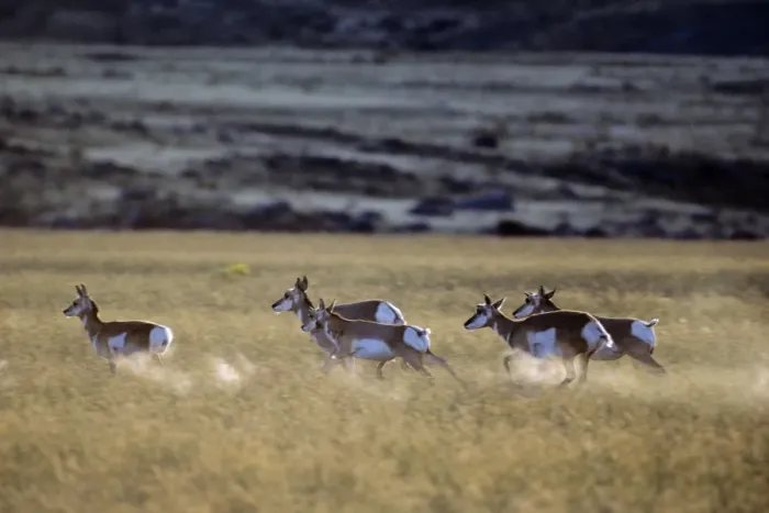 Framed Print : Pronghorn Antelope - runningin grassland. Yellowstone National Park, Montana, Western USA. MY282 Framed Print : Pronghorn Antelope - runningin grassland. Yellowstone National Park, Montana, Western USA. MY282