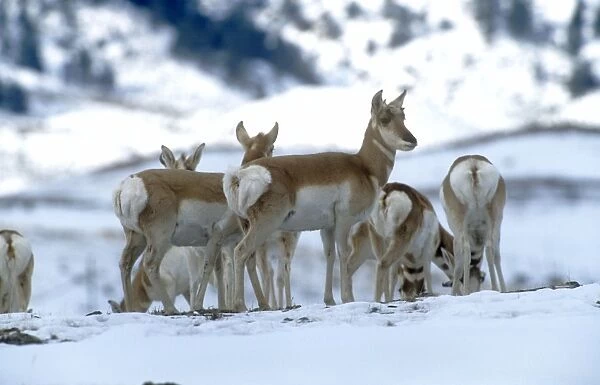 Pronghorn Antelope - in snow