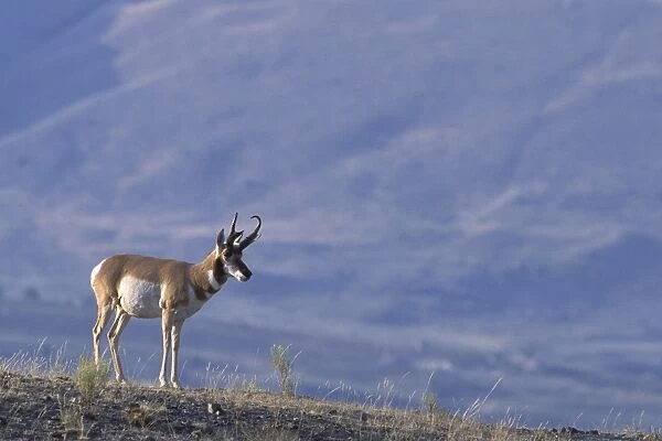 Pronghorn Antelope - Yellowstone National Park - Montana - USA
