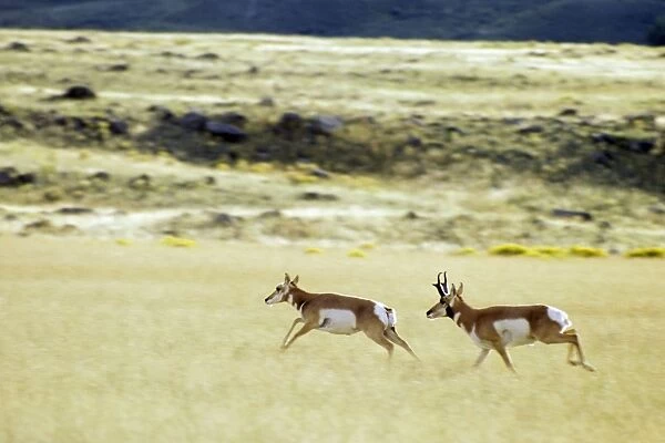 Pronghorn - buck and doe. Buck is chasing doe who has bolted from his harem. Yellowstone National Park, Montana, USA. MY246