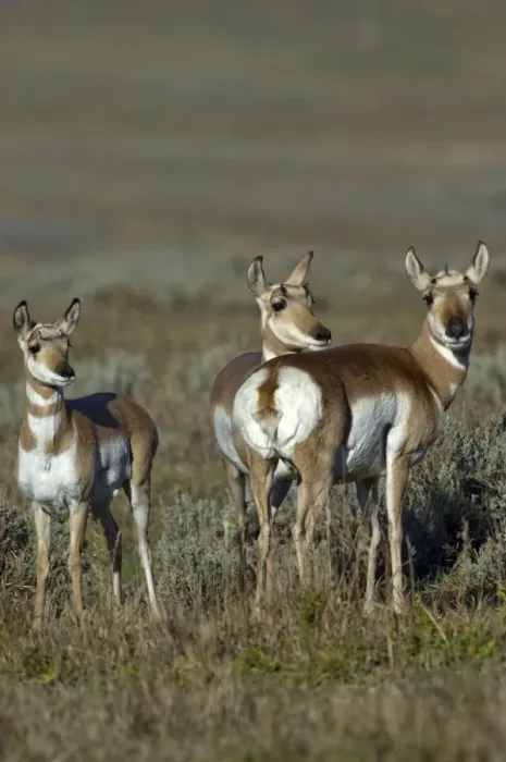 Framed Print : Pronghorn Group of three Lamar Valley Yellowstone NP USA Framed Print : Pronghorn Group of three Lamar Valley Yellowstone NP USA