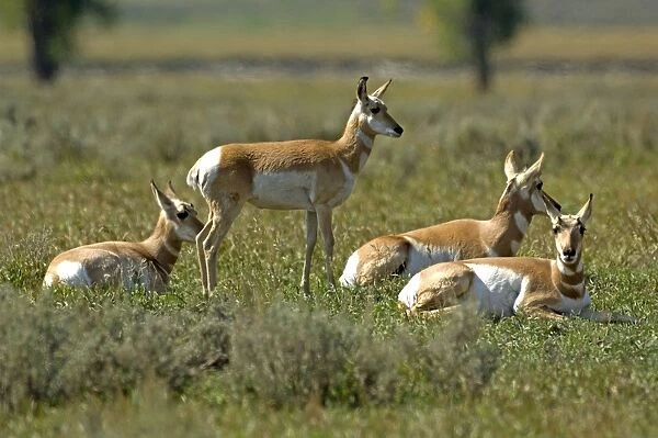 Pronghorn Group resting Lamar Valley, Yellowstone NP USA