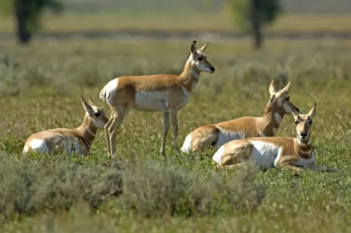 Framed Print : Pronghorn Group resting Lamar Valley, Yellowstone NP USA Framed Print : Pronghorn Group resting Lamar Valley, Yellowstone NP USA