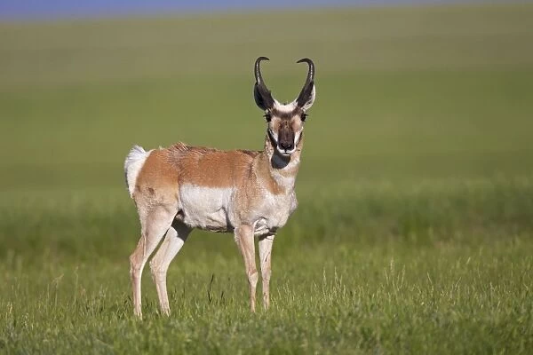 Pronghorn - male  /  buck - July in Wyoming - USA