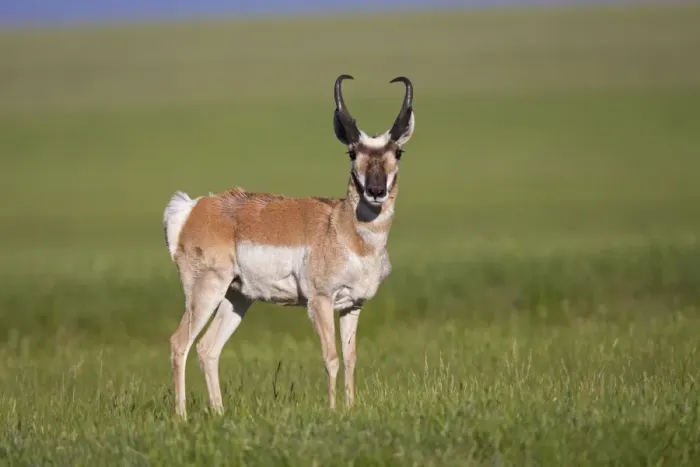 Framed Print : Pronghorn - male / buck - July in Wyoming - USA Framed Print : Pronghorn - male / buck - July in Wyoming - USA