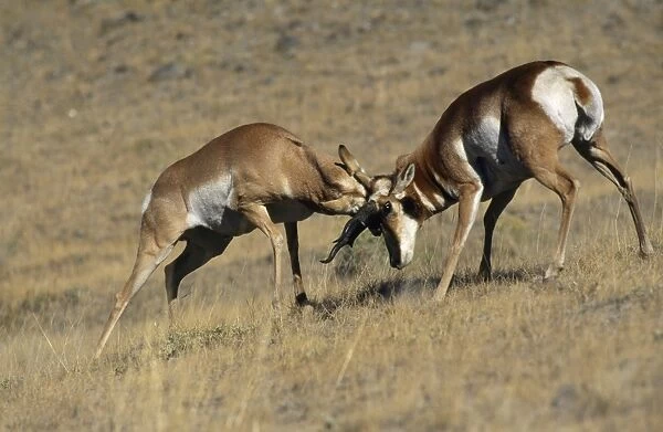 Pronghorn - male fighting Yellowstone National Park, USA