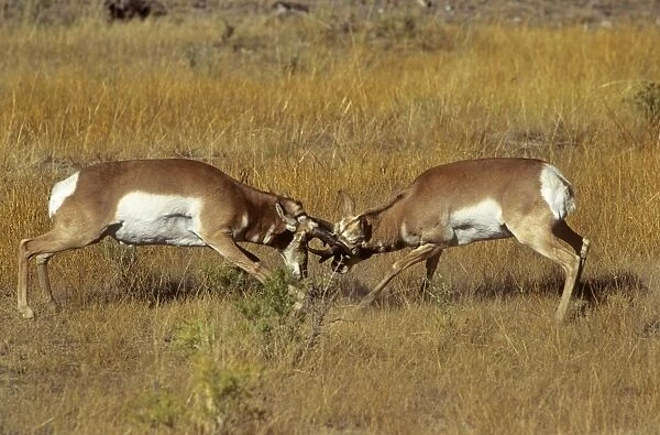Pronghorn - males fighting - Yellowstone National Park - USA