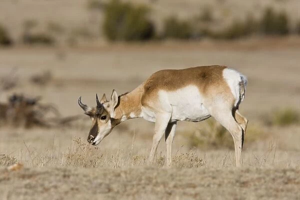 Pronghorn - on plains in New Mexico. February