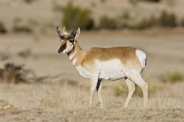 Pronghorn - on plains in New Mexico. February
