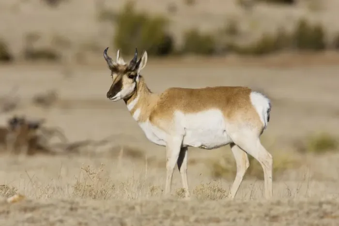 Framed Print : Pronghorn - on plains in New Mexico. February Framed Print : Pronghorn - on plains in New Mexico. February