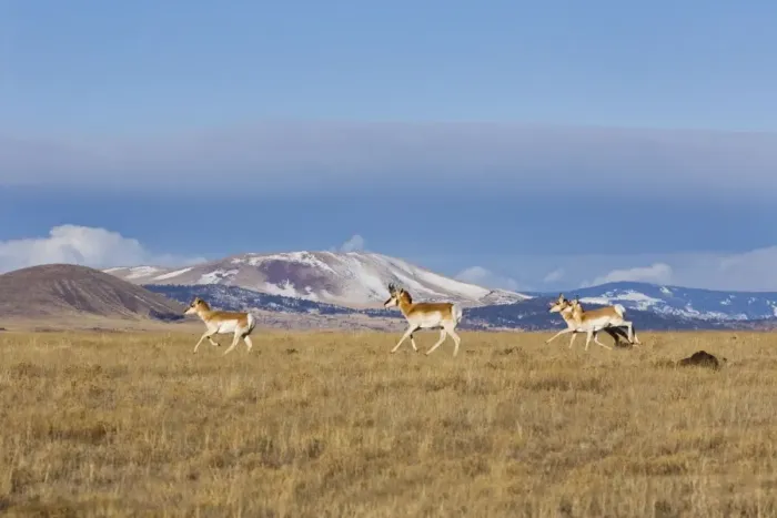 Framed Print : Pronghorn - on plains in New Mexico. February Framed Print : Pronghorn - on plains in New Mexico. February