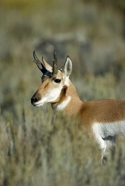 Pronghorn Portrait, close up of head Lamar Valley, Yellowstone NP USA