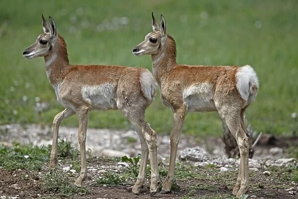 Pronghorn  /  Prong Buck  /  Pronghorn Antelope - young - South Dakota - USA
