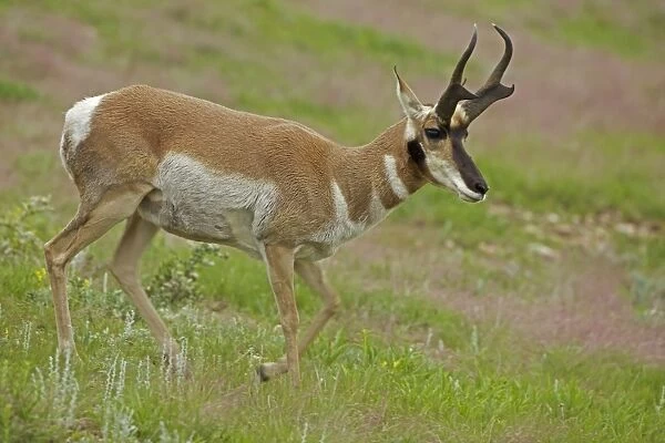 Pronghorn  /  Prong Buck  /  Pronghorn Antelope - South Dakota - USA