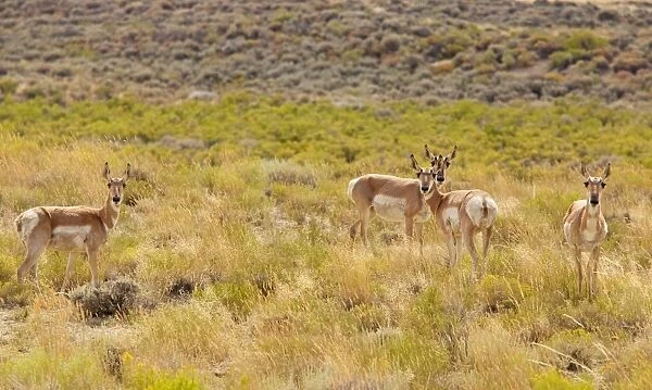 Pronghorns  /  Pronghorn Antelope - High Sagebrush desert, north of Rocksprings, Wyoming, USA, North America