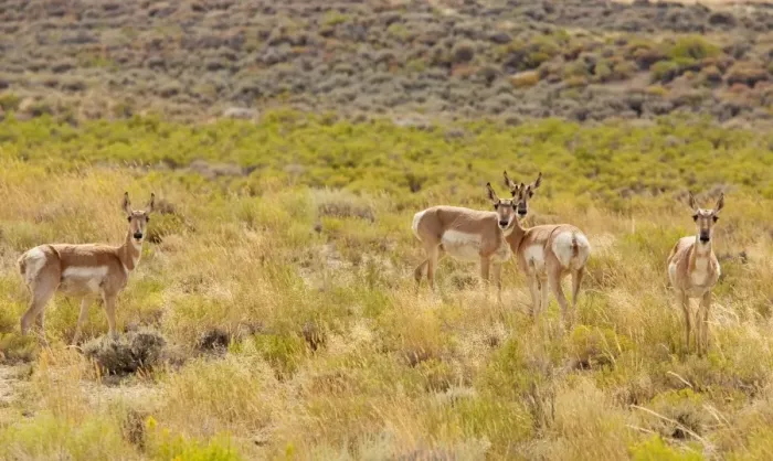 Framed Print : Pronghorns / Pronghorn Antelope - High Sagebrush desert, north of Rocksprings, Wyoming, USA, North America Framed Print : Pronghorns / Pronghorn Antelope - High Sagebrush desert, north of Rocksprings, Wyoming, USA, North America