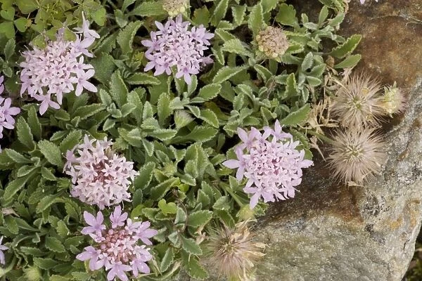 A prostrate scabious (Pterocephalus perennis), from Greece
