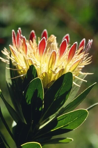 Protea Kirstenbosch Botanical Gardens Cape Town, South Africa