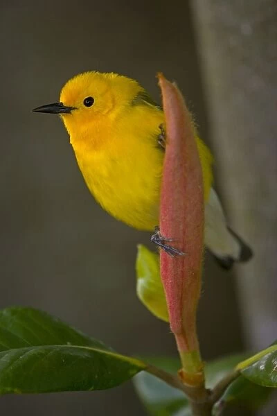 Prothonotary Warbler (Protonotaria citrea) - Male -Louisiana - USA - Common in wooded swamps and along streams - Seldom seen far from water - Nests in tree cavity low over water