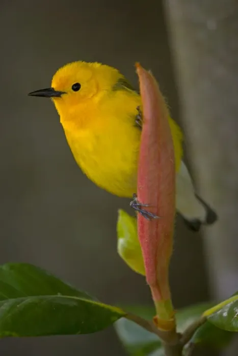 Framed Print : Prothonotary Warbler (Protonotaria citrea) - Male -Louisiana - USA - Common in wooded swamps and along streams - Seldom seen far from water - Nests in tree cavity low over water Framed Print : Prothonotary Warbler (Protonotaria citrea) - Male -Louisiana - USA - Common in wooded swamps and along streams - Seldom seen far from water - Nests in tree cavity low over water