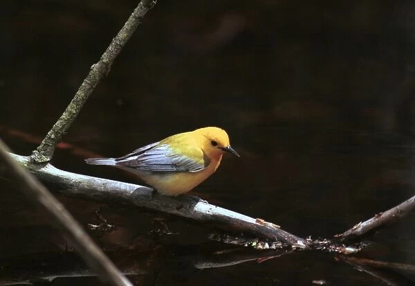 Prothonotary Warbler Rondeau, Canada