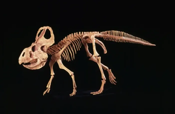 Framed Print : Protoceratops Dinosaur - Cretaceous, Mongolia. Specimen courtesy of Gaston Design, Frutia, Colorado, USA Framed Print : Protoceratops Dinosaur - Cretaceous, Mongolia. Specimen courtesy of Gaston Design, Frutia, Colorado, USA