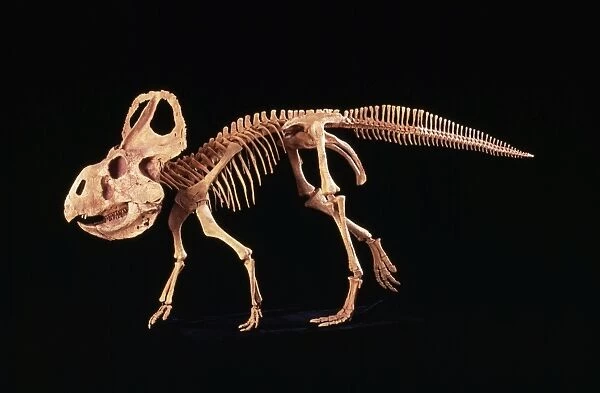 Protoceratops Dinosaur - Cretaceous, Mongolia. Specimen courtesy of Gaston Design, Frutia, Colorado, USA