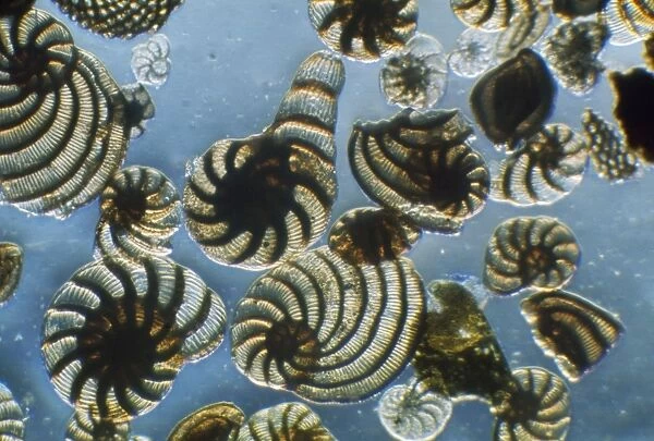 Protozoa E. Mediterranean
