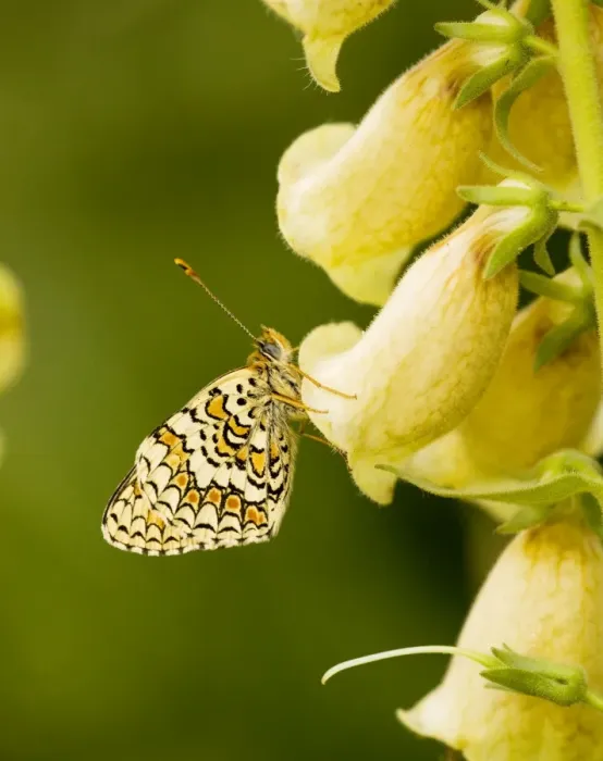 Framed Print : Provencal Fritillary - female, settled on Large Yellow Foxglove; Ecrins National Park, French Alps, France Framed Print : Provencal Fritillary - female, settled on Large Yellow Foxglove; Ecrins National Park, French Alps, France