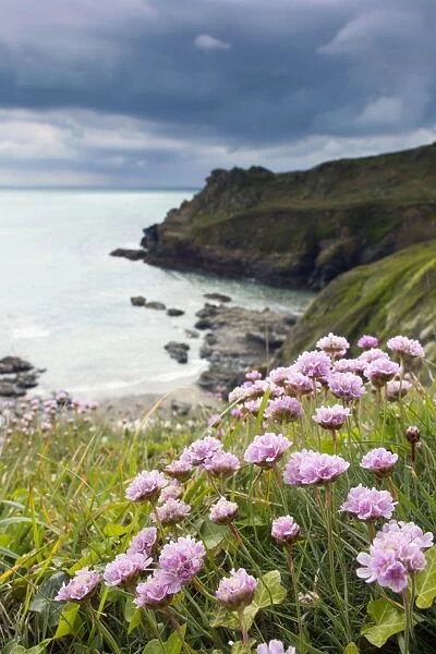Prussia Cove - with Thrift in foreground - Cornwall, UK